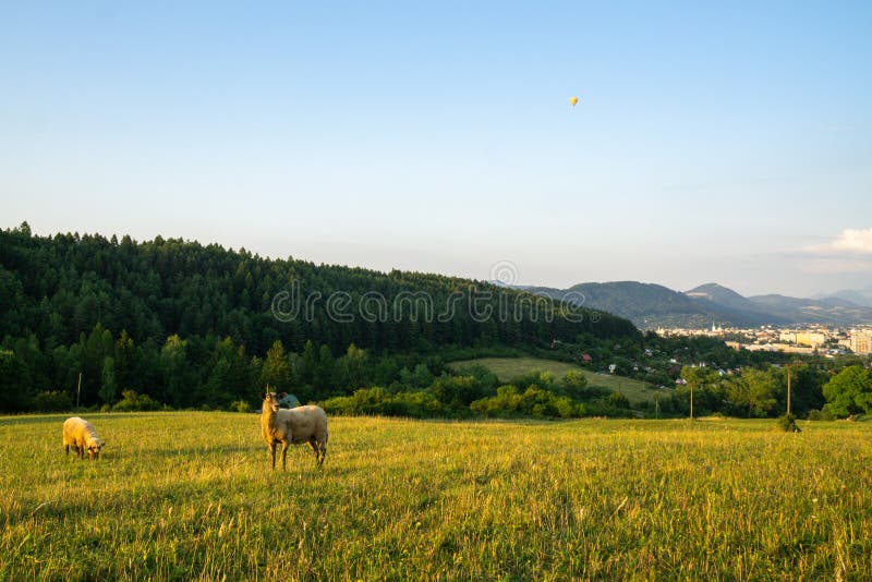 Sheep on the meadow eating grass in the herd during colorful sunrise or sunset.