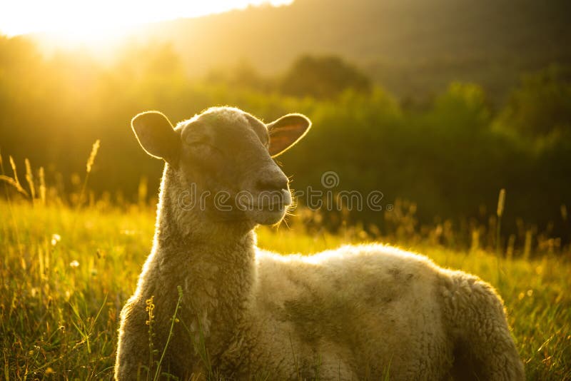 Sheep on the meadow eating grass in the herd during colorful sunrise or sunset.