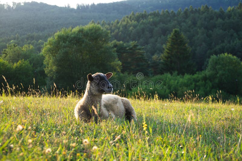 Sheep on the meadow eating grass in the herd during colorful sunrise or sunset.