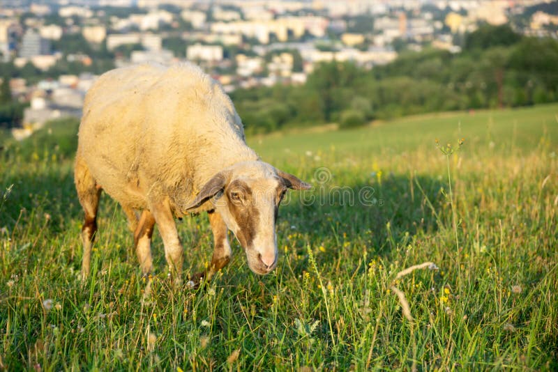 Sheep on the meadow eating grass in the herd during colorful sunrise or sunset.