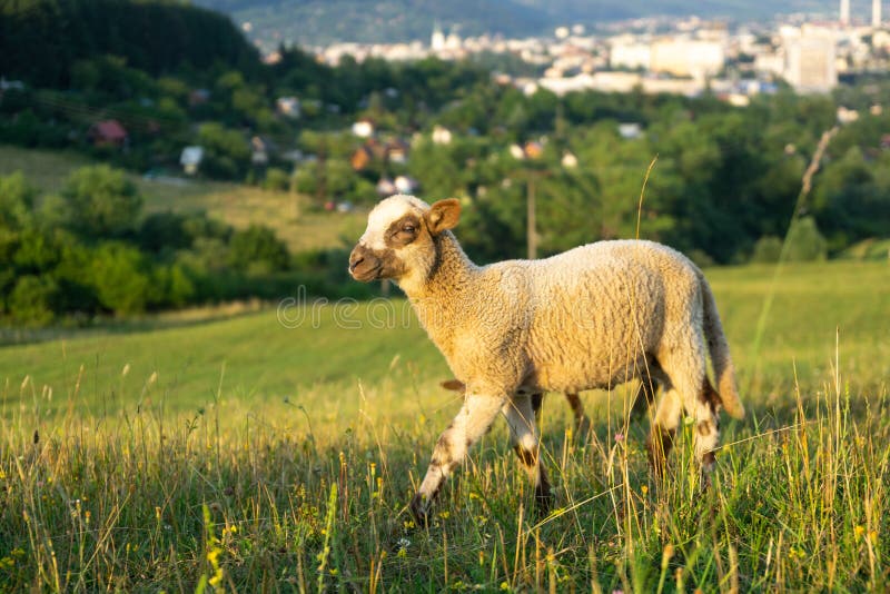 Ovce na louce jíst trávu ve stádě během barevného východu nebo západu slunce.