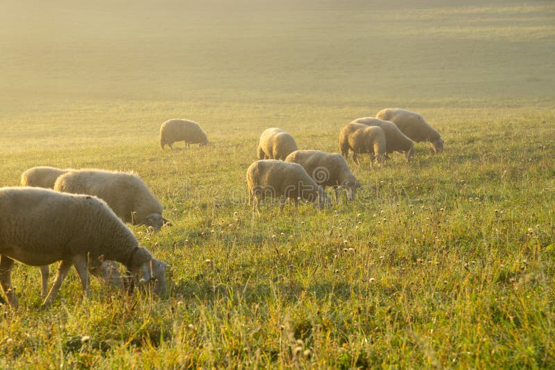 Ovce na lúke žerú trávu v stáde počas farebného východu alebo západu slnka.