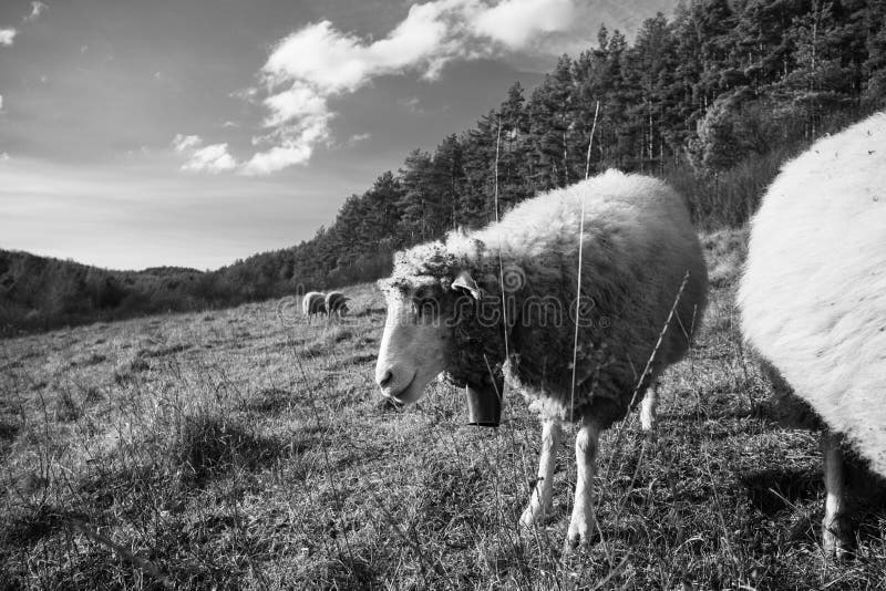 Sheep on the meadow eating grass in the herd during colorful sunrise or sunset.