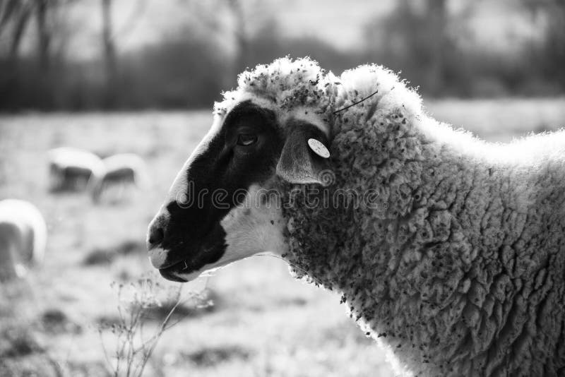 Sheep on the meadow eating grass in the herd during colorful sunrise or sunset.