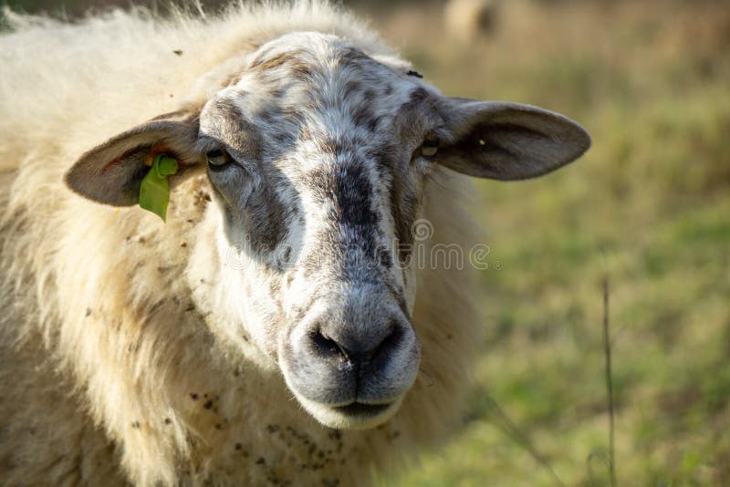 Sheep on the meadow eating grass in the herd during colorful sunrise or sunset.