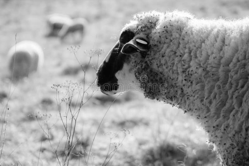 Sheep on the meadow eating grass in the herd during colorful sunrise or sunset.