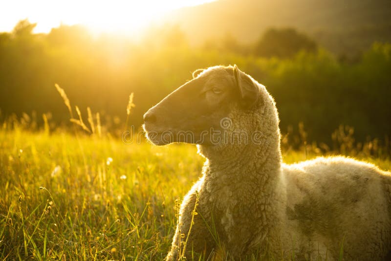 Sheep on the meadow eating grass in the herd during colorful sunrise or sunset.