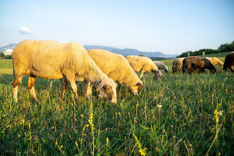 Sheep on the meadow eating grass in the herd during colorful sunrise or sunset.