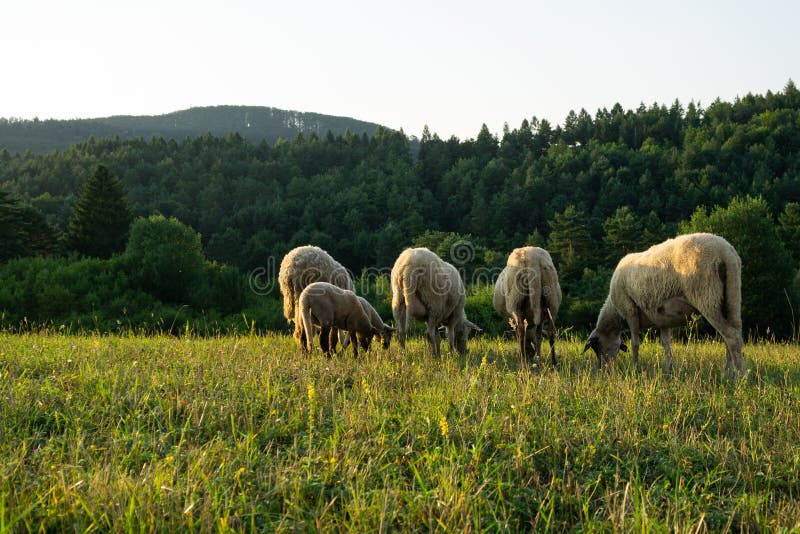 Sheep on the meadow eating grass in the herd during colorful sunrise or sunset.