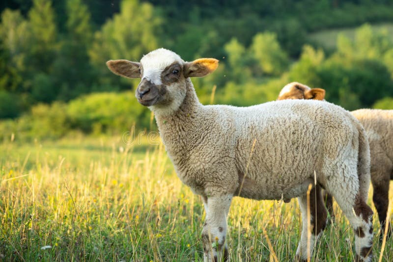 Sheep on the meadow eating grass in the herd during colorful sunrise or sunset.