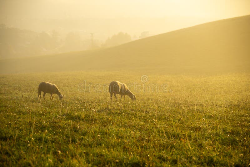 Sheep on the meadow eating grass in the herd during colorful sunrise or sunset.