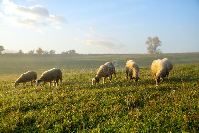 Sheep on the meadow eating grass in the herd during colorful sunrise or sunset.