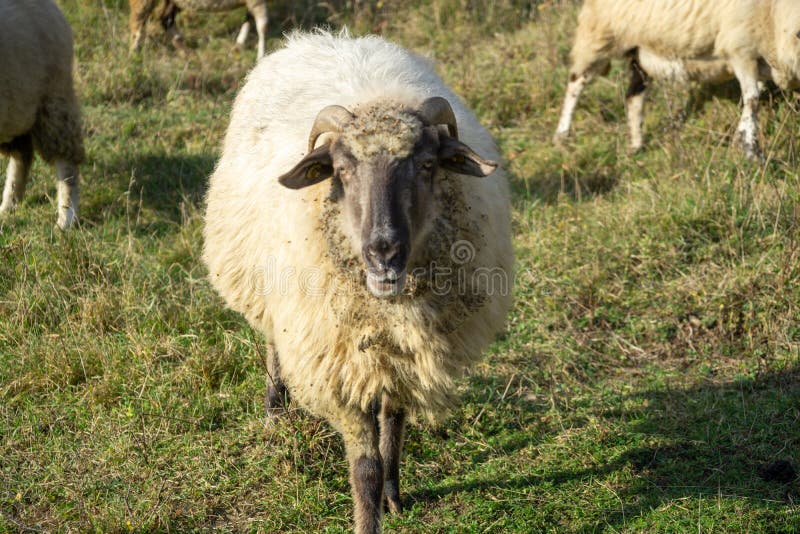Ovce na lúke žerú trávu v stáde počas farebného východu alebo západu slnka.