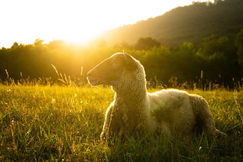 Sheep on the meadow eating grass in the herd during colorful sunrise or sunset.