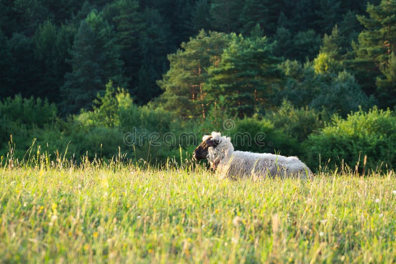 Sheep on the meadow eating grass in the herd during colorful sunrise or sunset.