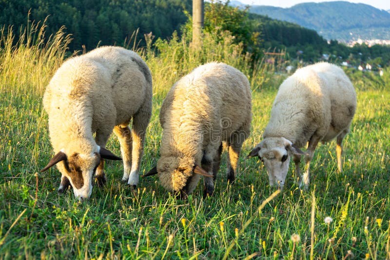 Sheep on the meadow eating grass in the herd.