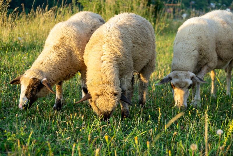 Sheep on the meadow eating grass in the herd.