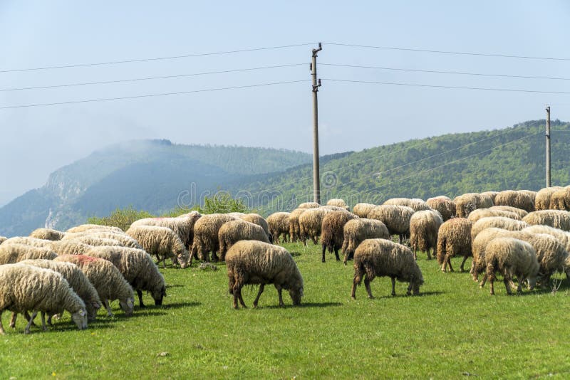 Ovce na lúke s horami v bakcground