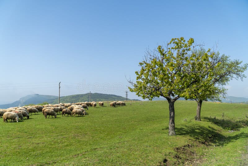 Ovce na lúke s horami v bakcground