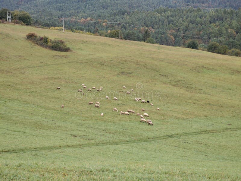 Sheep on the meadow. Slovakia