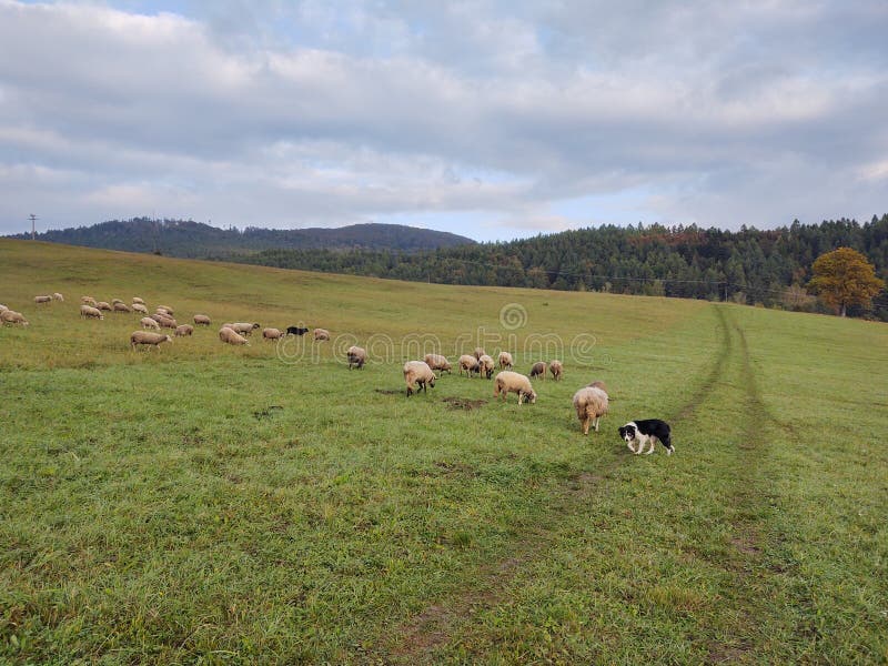 Ovce na lúke. Slovensko