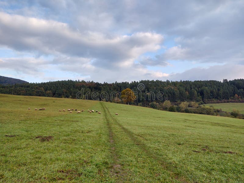 Sheep on the meadow. Slovakia