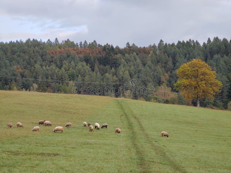 Sheep on the meadow. Slovakia