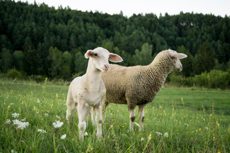 Ovce na lúke počas slnečného dňa. Slovensko