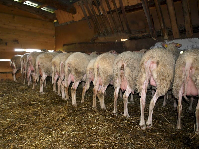Sheep milking stock photo. Image of germany, east, sheep 26291278
