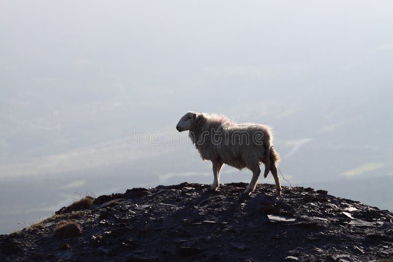 Sheep on mountain 1