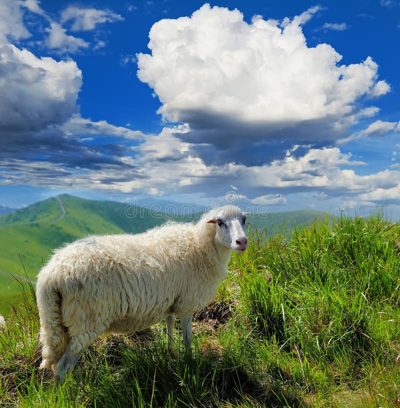 A Lot Sheep on the Mountain Field in Scottish Highland Stock Image Image of grazing, animal