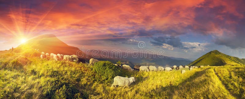 Sheep on a mountain pasture