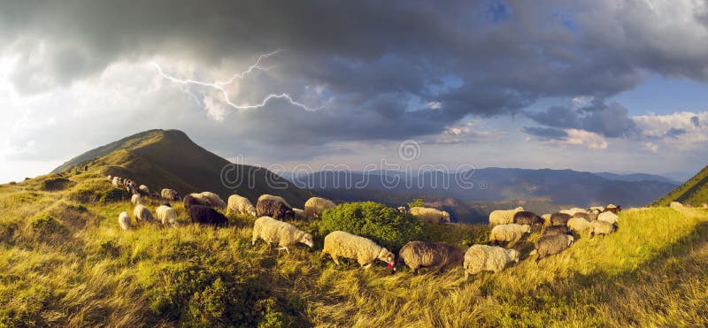 Sheep on a mountain pasture