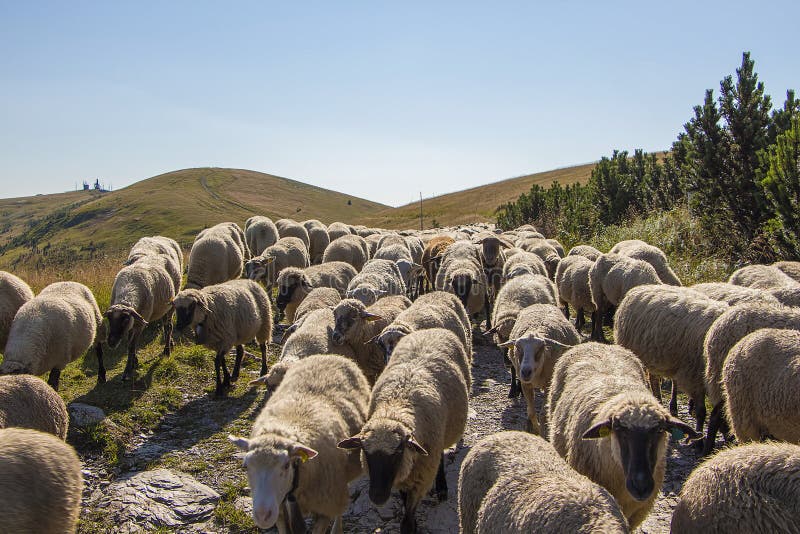 Sheep on mountains