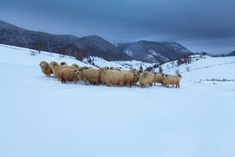 Sheep in the mountains in winter