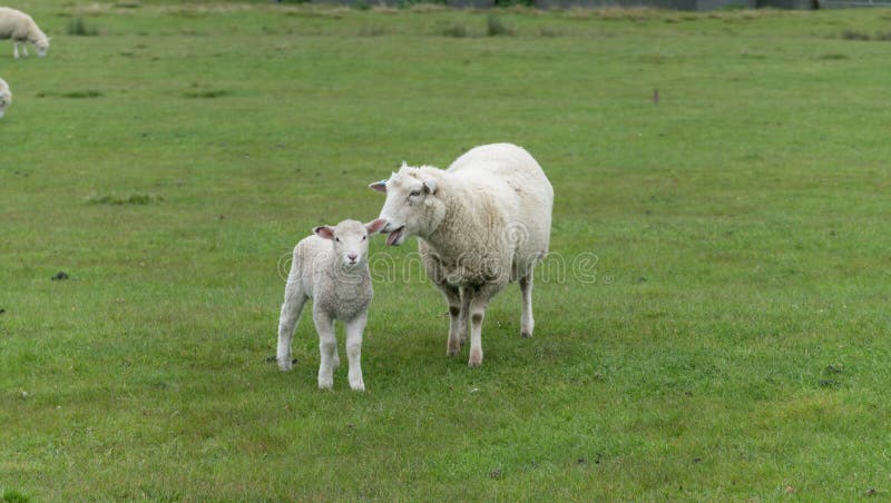 Sheep and New Lambs on Farm Stock Image - Image of landscape, horizontal:  134076513