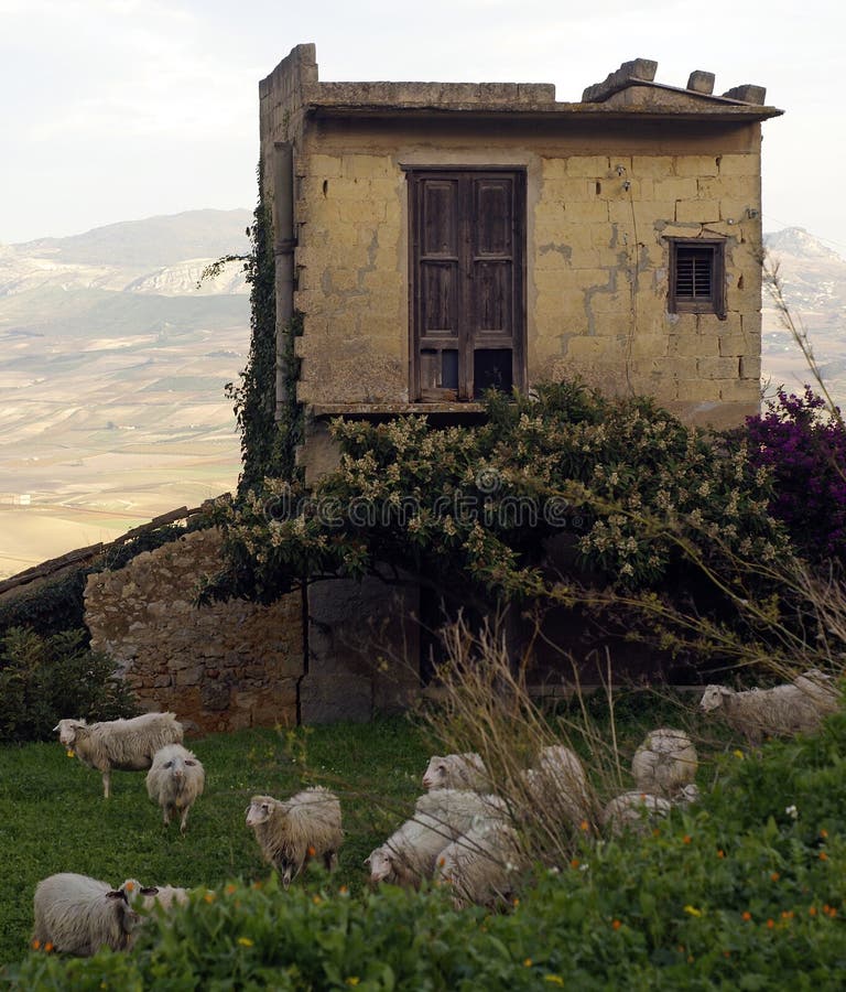Sheep and old farm building