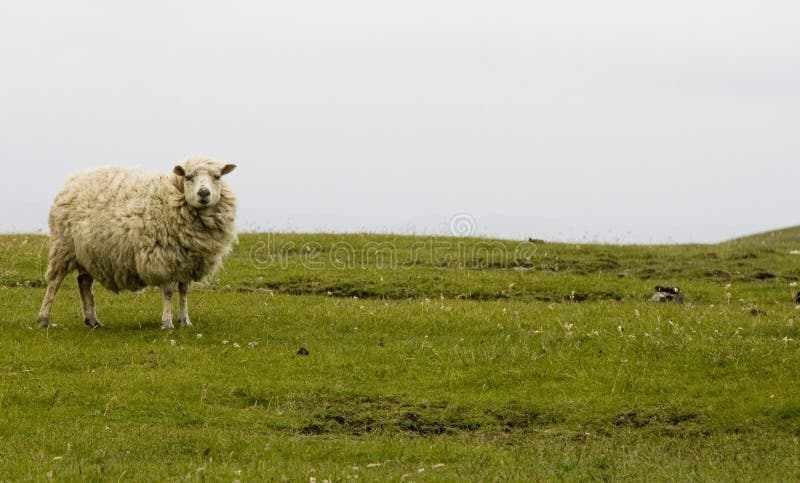 Pecore in campo aperto, le Isole Shetland.