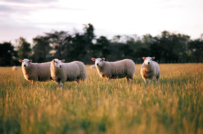 Texil greggi di pecore al pascolo in erba con la sera, la luce del sole che splende su di loro.