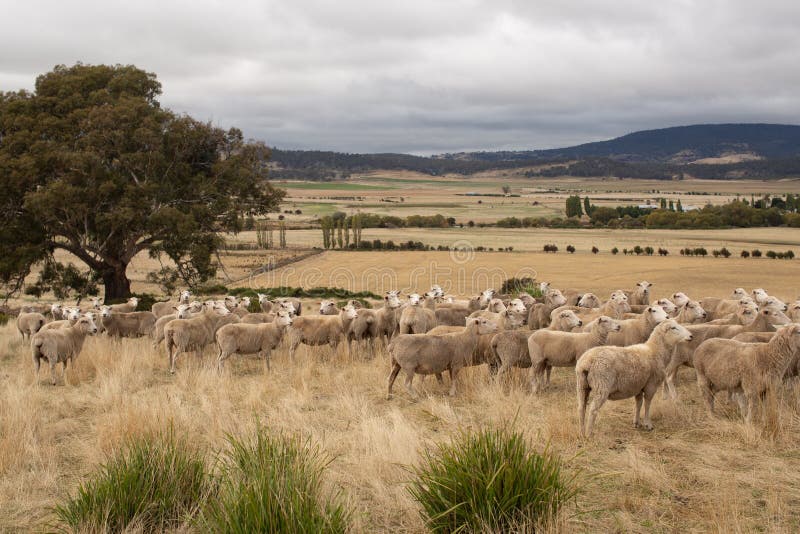 Sheep In Paddock Stock Image. Image Of Sheep, Wool, Livestock - 238484643