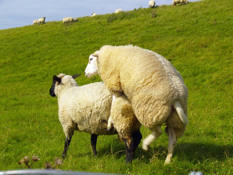 Sheep on pasture.