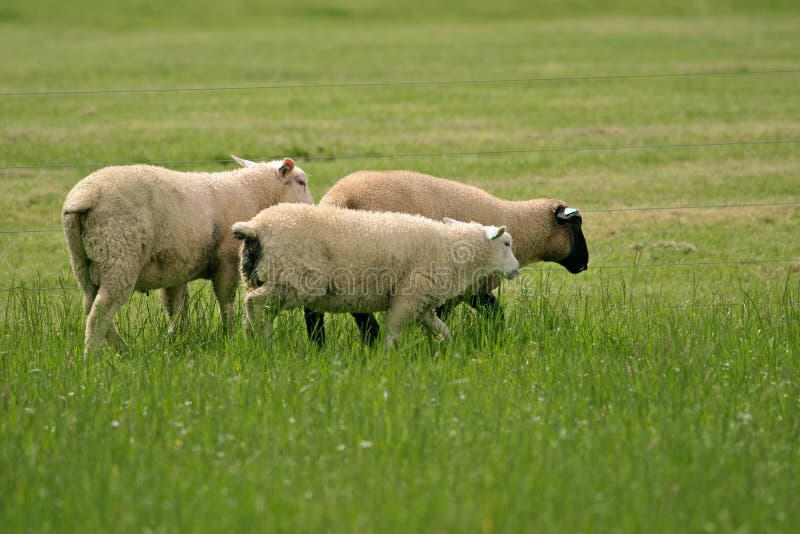 Sheep on pasture, Ireland