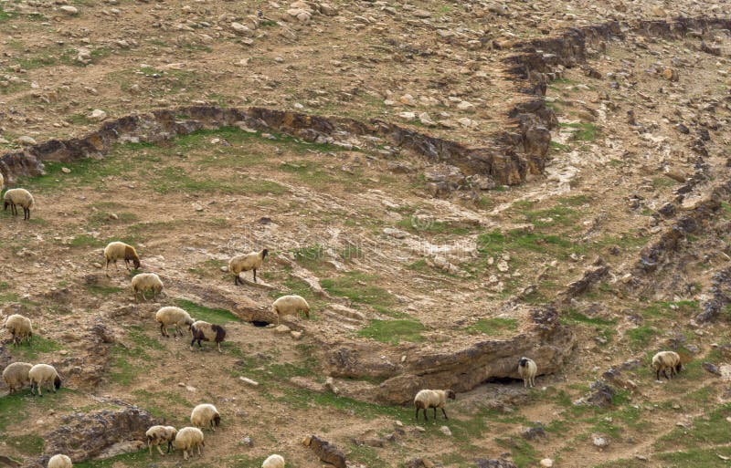 Sheep at pasture in the Judean desert, Israel