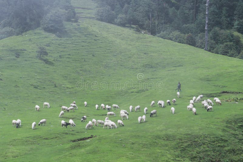 Sheep at pasture editorial stock photo. Image of kalinchok 109123668