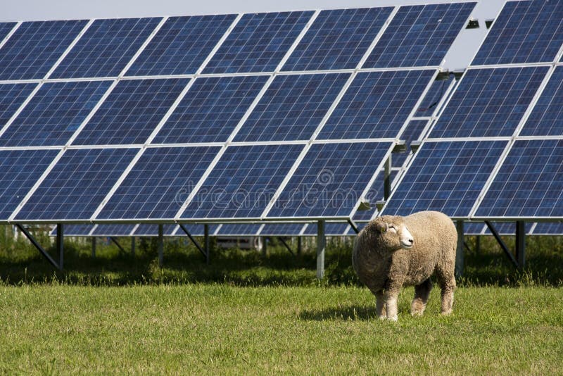 Sheep and photovoltaic panel