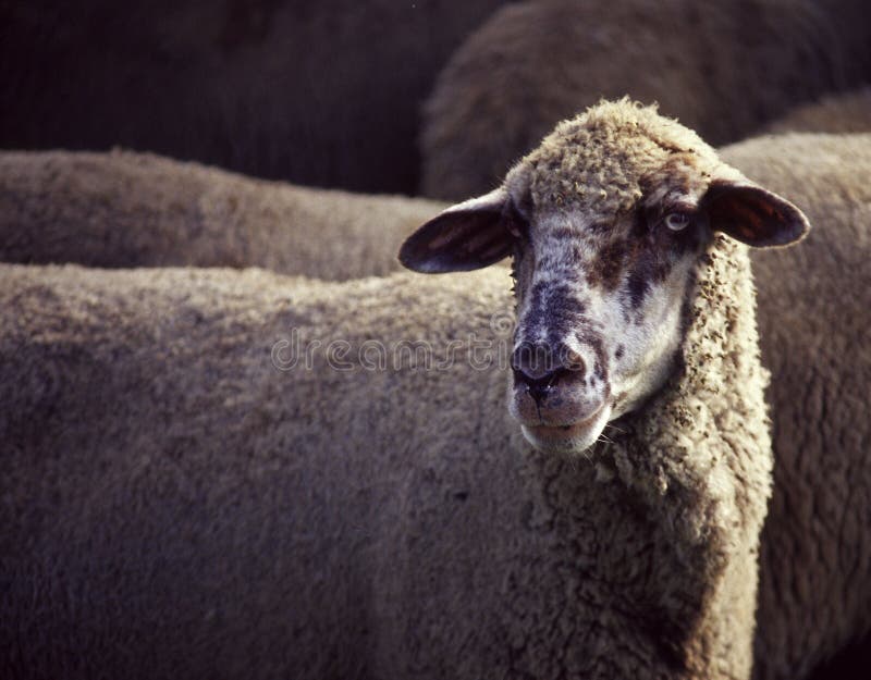 Sheep portrait