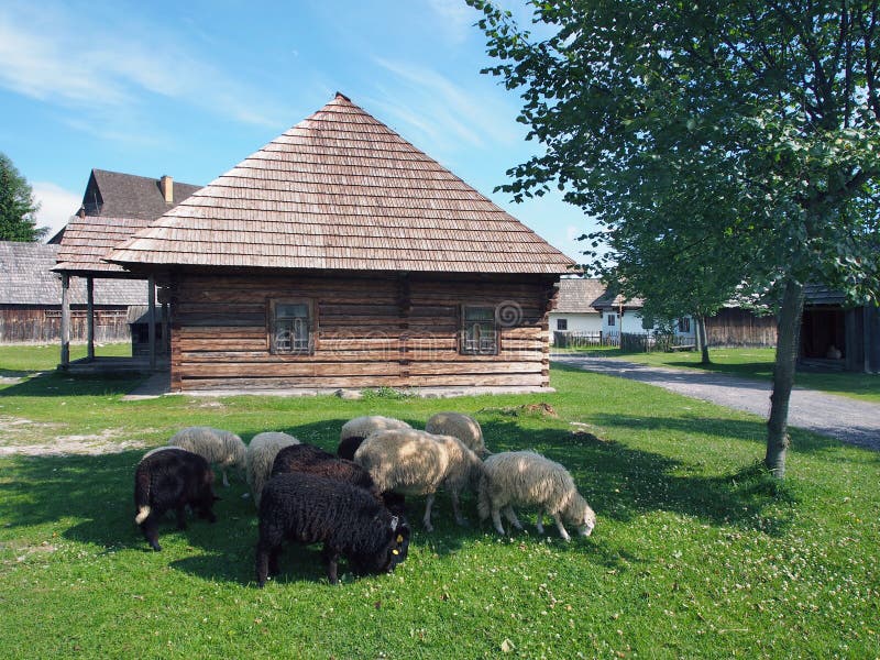Sheep in Pribyina skanzen, Slovakia