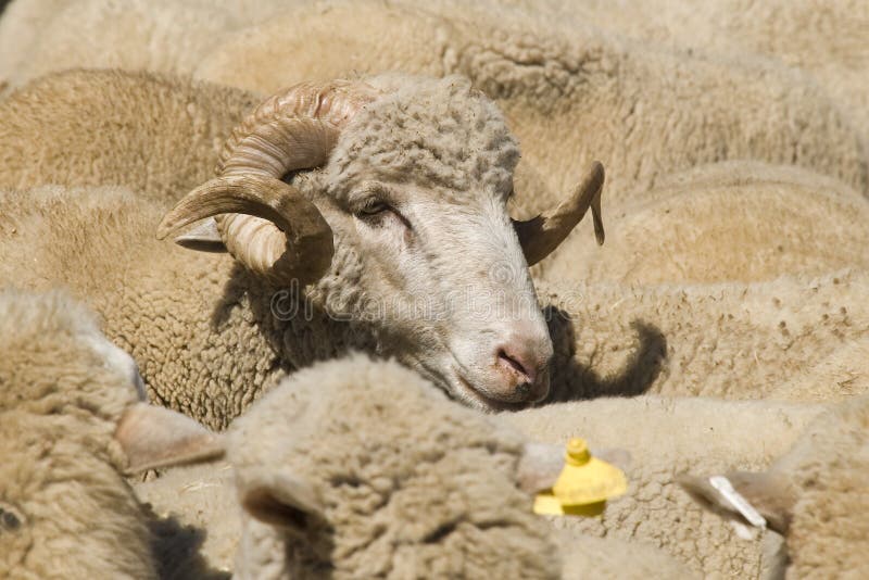 Sheep-ram stock image. Image of face, animals, friendly - 3128923