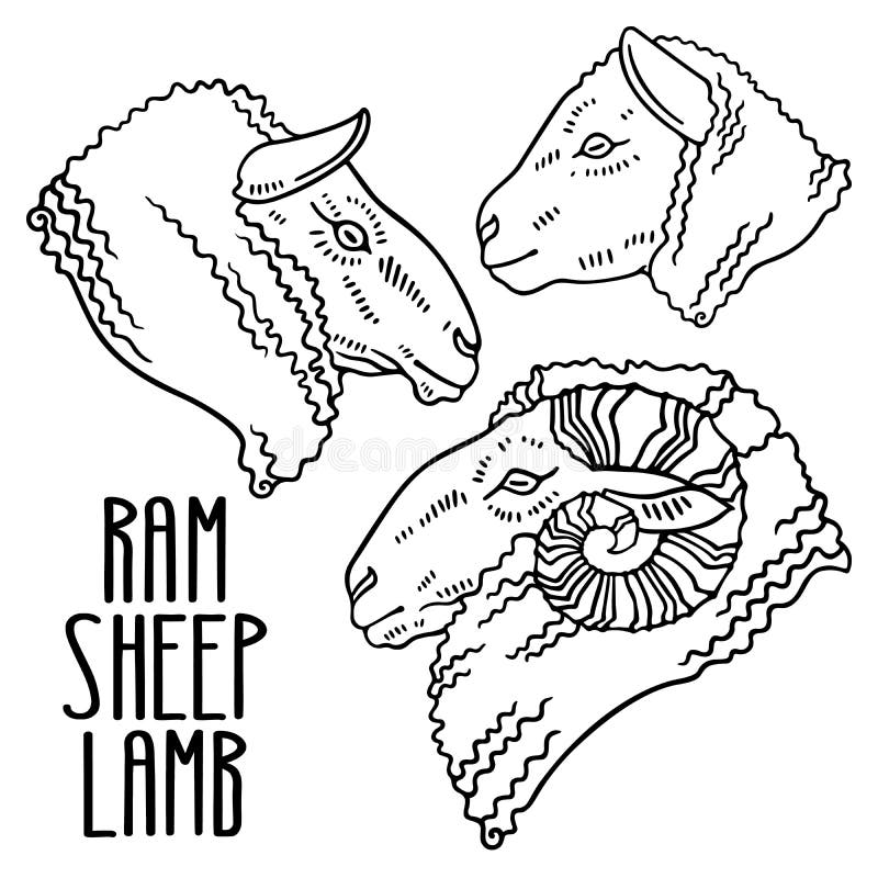 Merino Ram Sheep Head Drawing Stock Illustration Illustration of