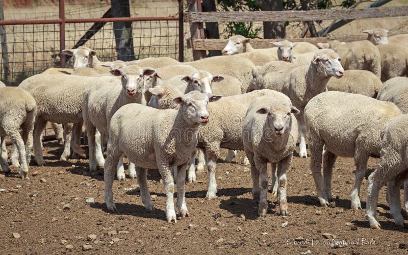 Sheep in Ranch stock photo. Image of area, pasture, biggest 104251314